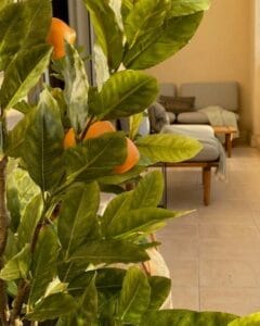 Villefranche apartment holiday home terrace plant