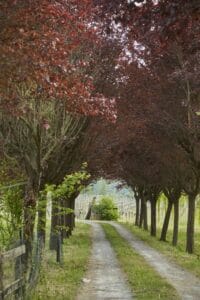Piemonte Italy vineyard trees