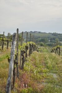 Piemonte Italy vineyard